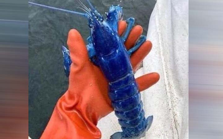 জালে ধরা পড়ল নীল রঙের বিরল চিংড়ি